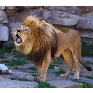 African Animal Fabric, Custom Print Panel, Lion Fabric Big Cat Family 20-5518