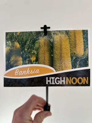 Banksia praemorsa 'High Noon'