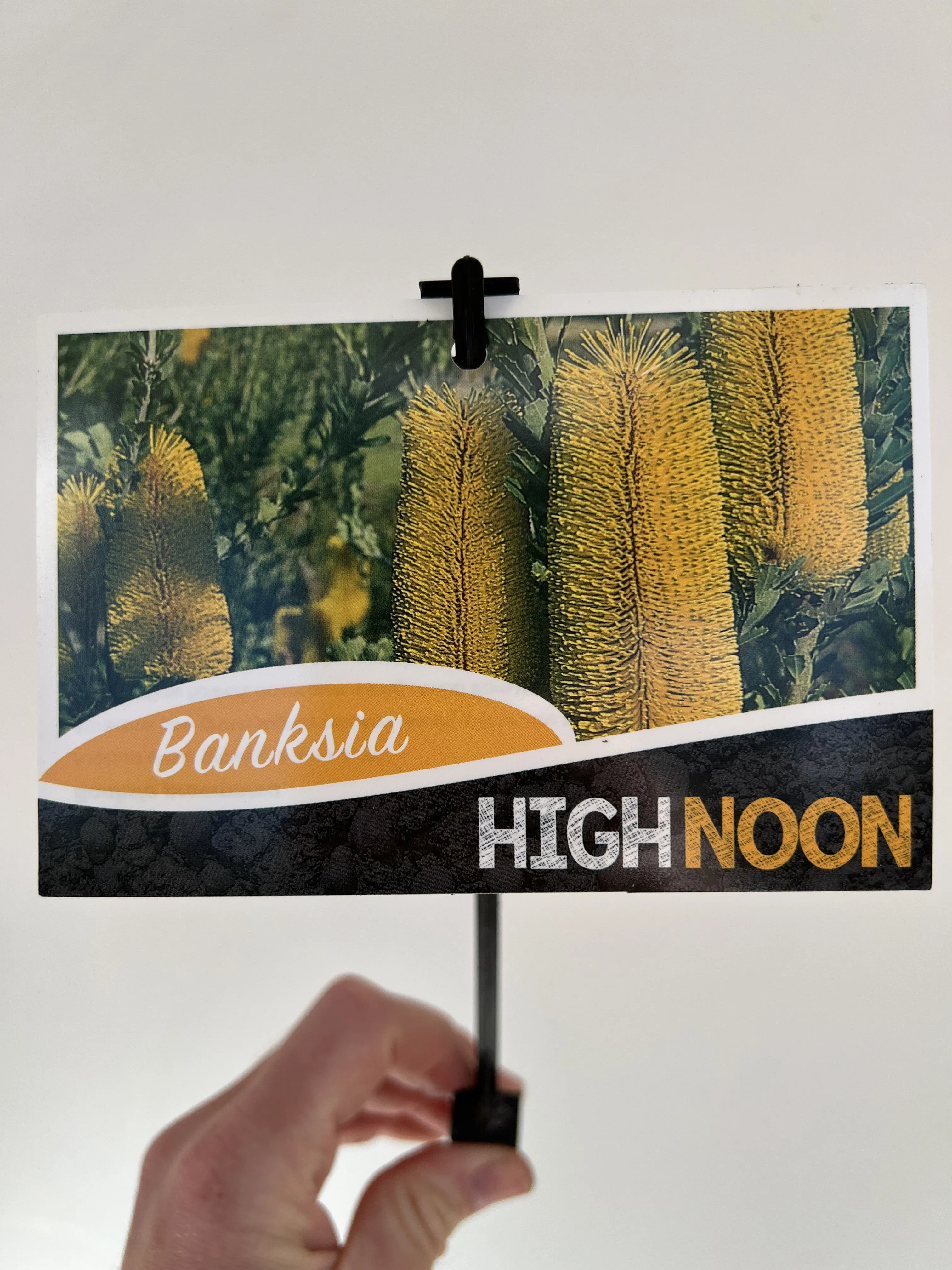 Banksia praemorsa 'High Noon'
