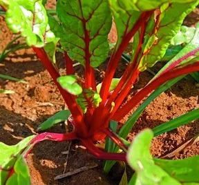 Heirloom Swiss Chard Ruby Red