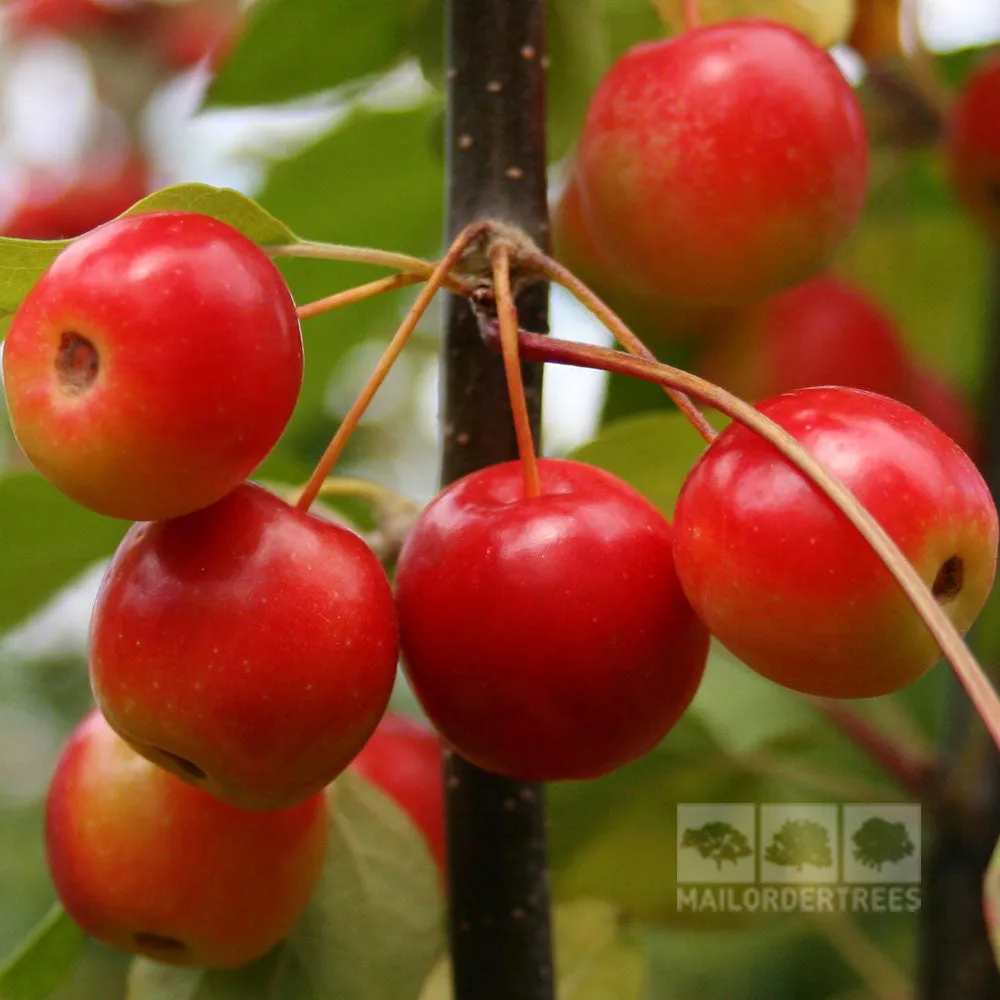Malus Gorgeous - Crab Apple Tree