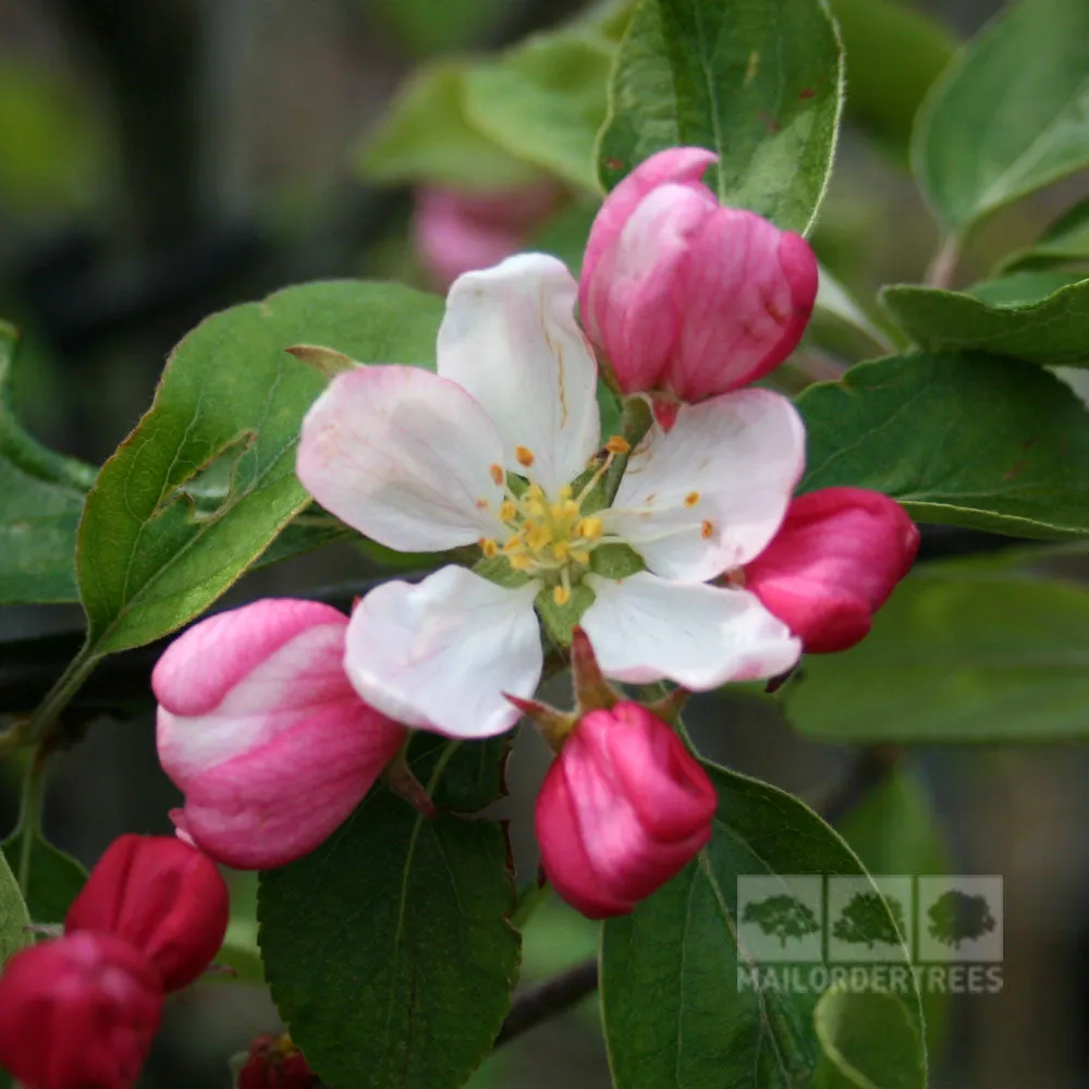 Malus Gorgeous - Crab Apple Tree