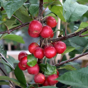 Malus Gorgeous - Crab Apple Tree