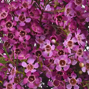 Purple Wax Flower December to May Delivery