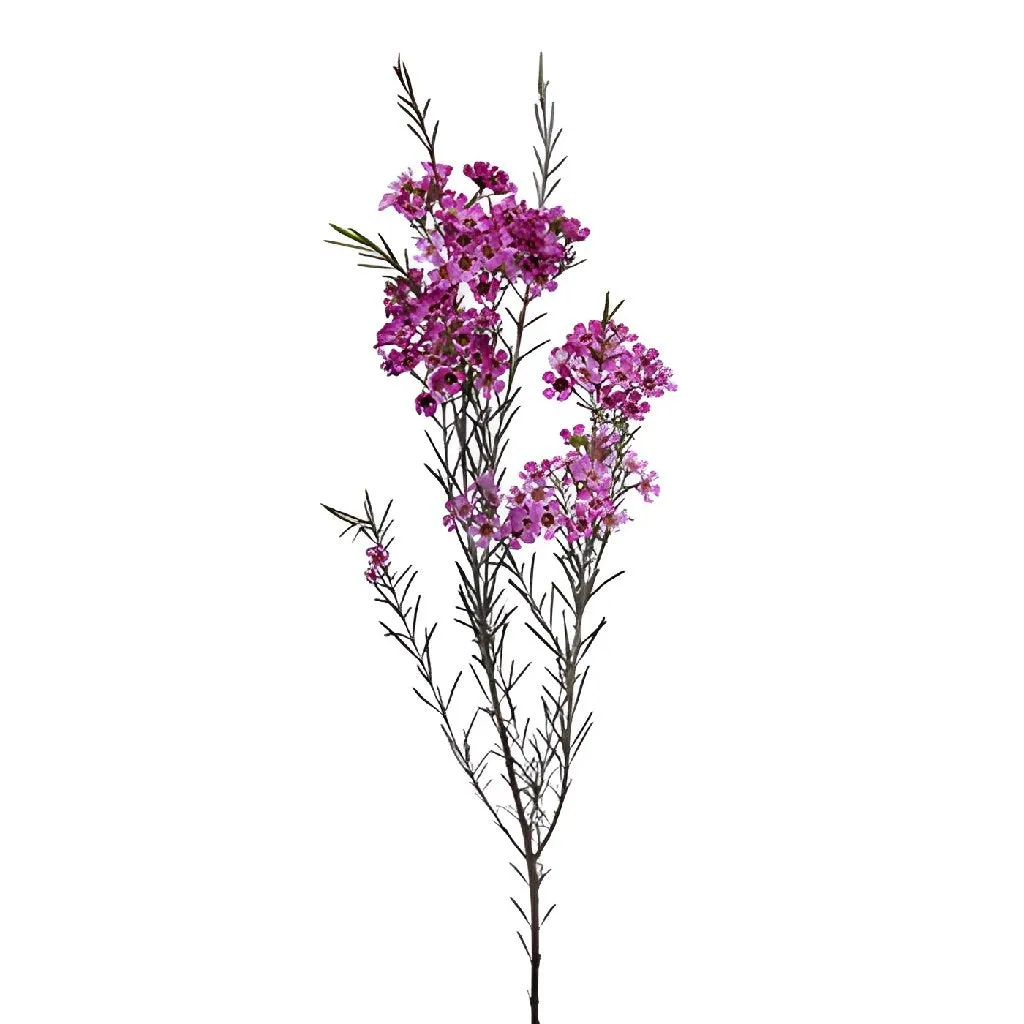 Purple Wax Flower December to May Delivery