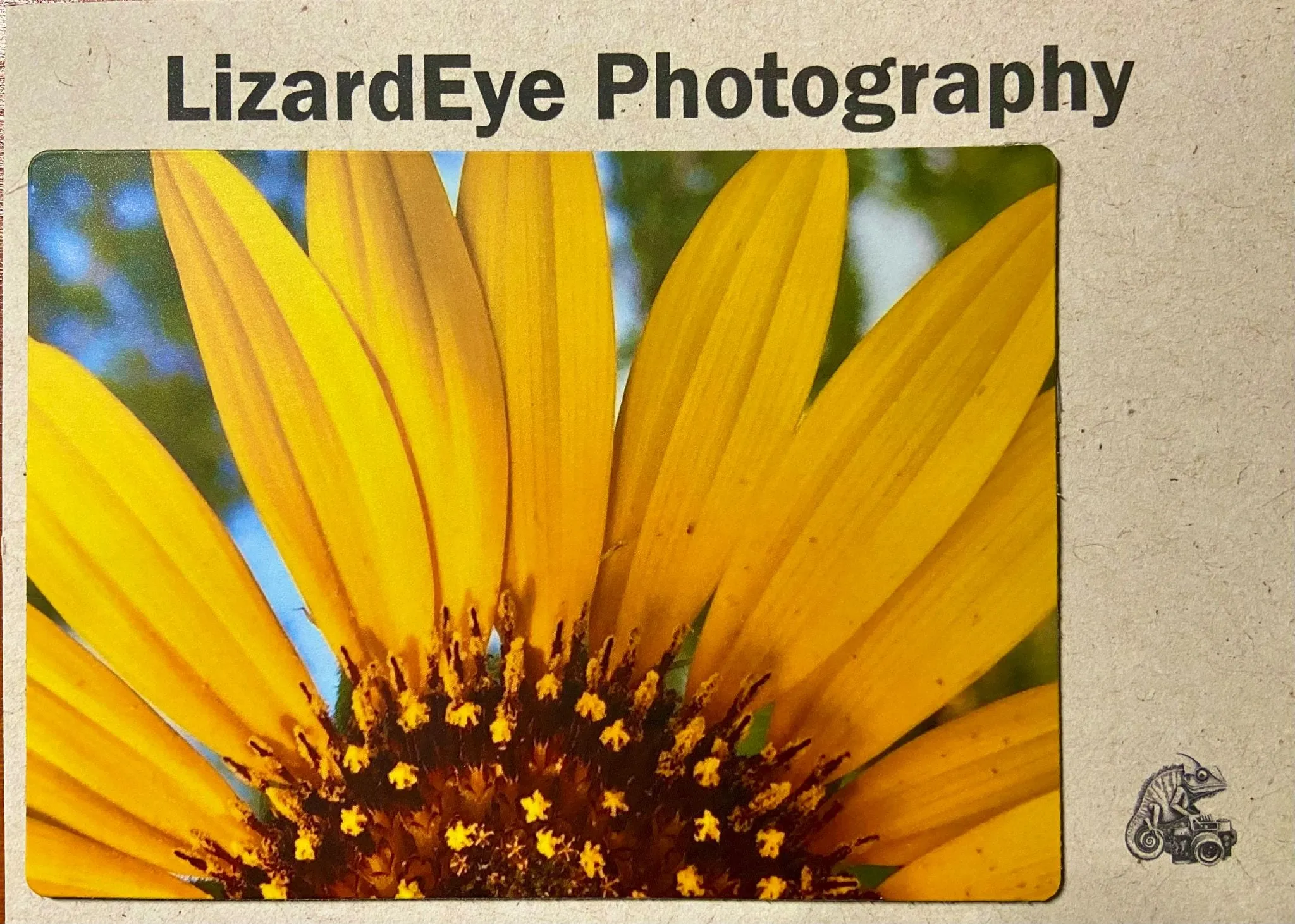 Sunny Sunflower