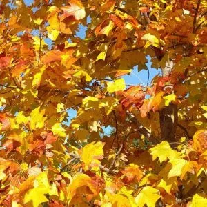 Tulip tree | Liriodendron tulipifera