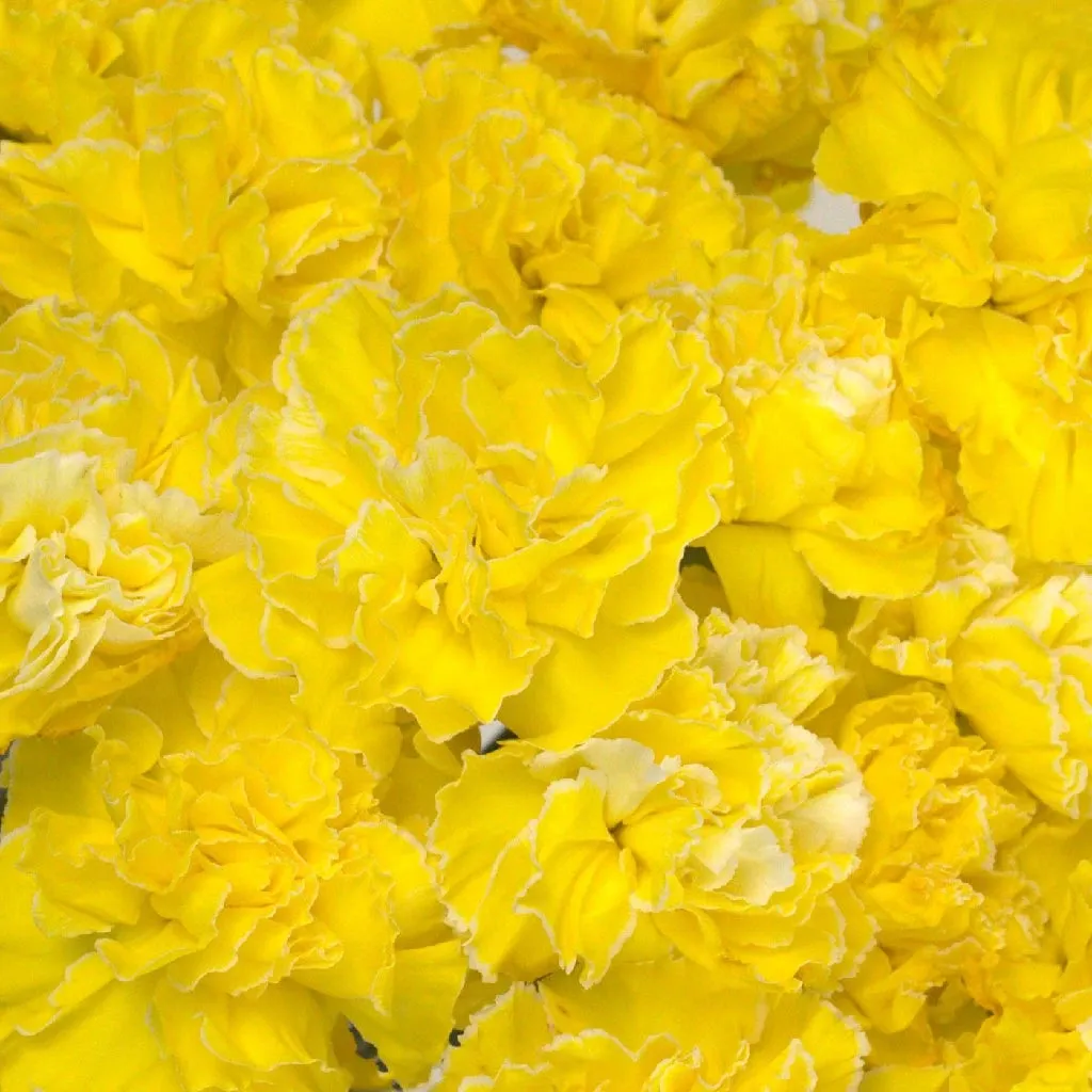 Yellow Enhanced Carnation Flowers