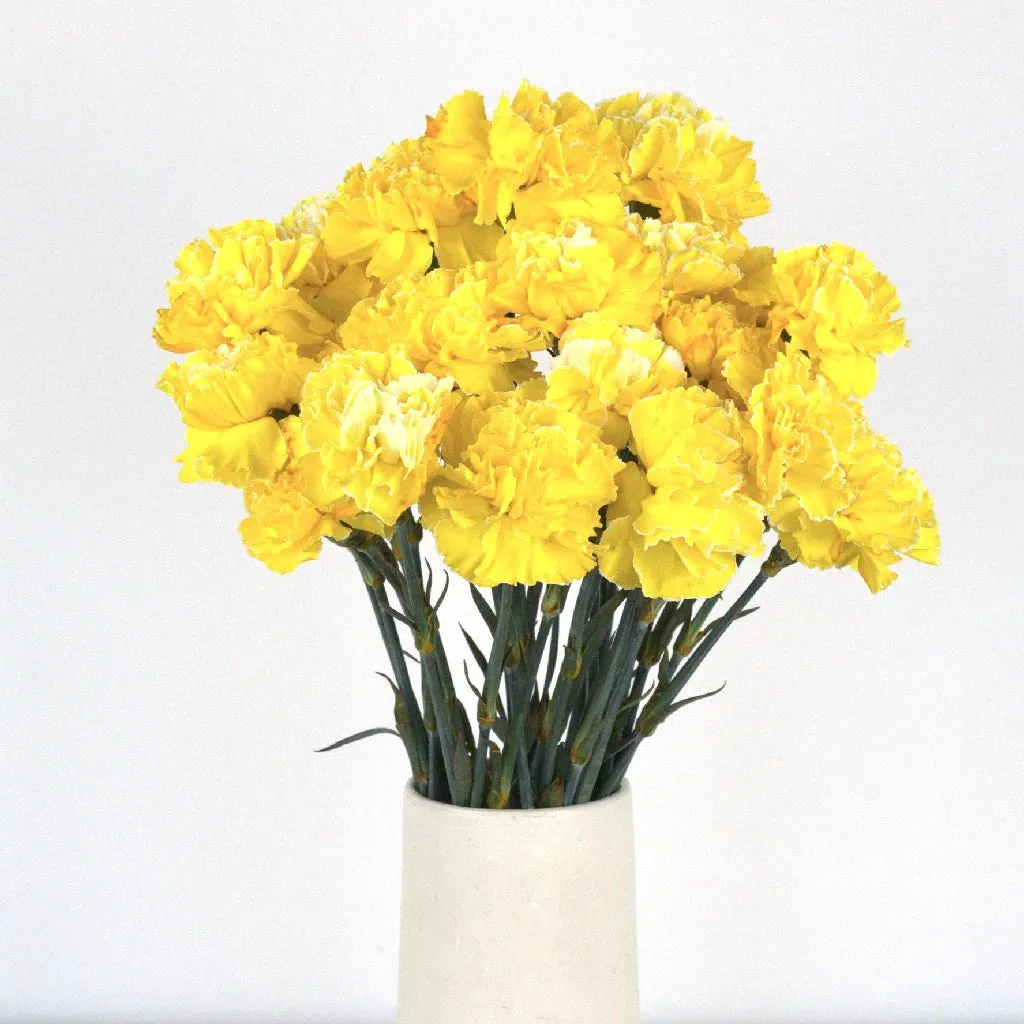 Yellow Enhanced Carnation Flowers