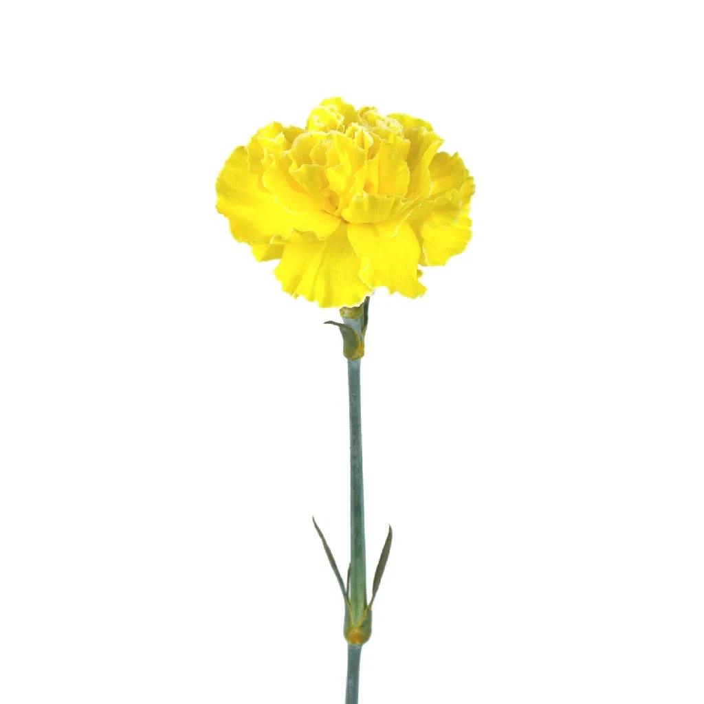 Yellow Enhanced Carnation Flowers