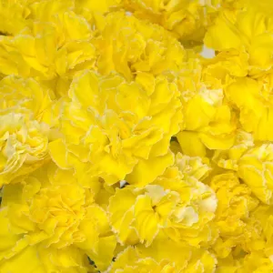 Yellow Enhanced Carnation Flowers